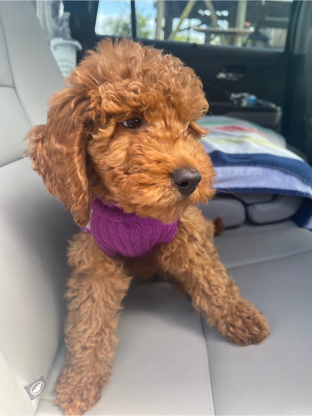 Purple Heart-Pattern Knit Pet Sweater